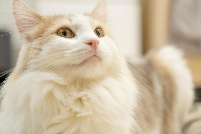 美猫のエドくん