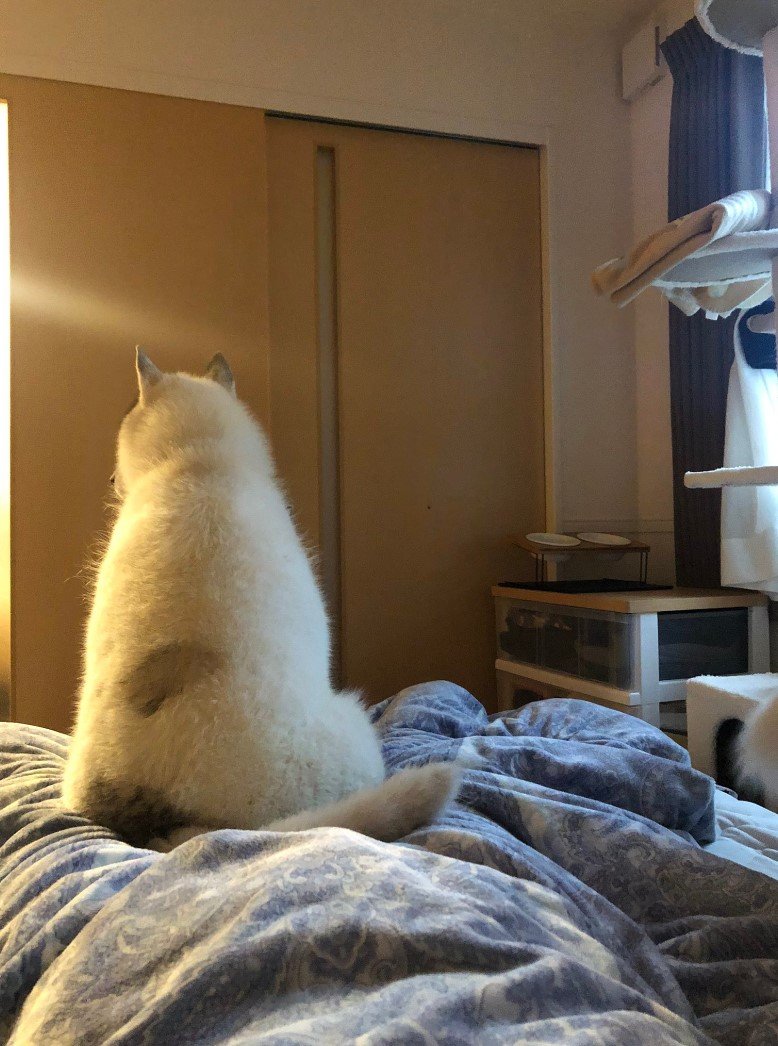 提供：斑柄兄妹（銀太と緋那子）さん