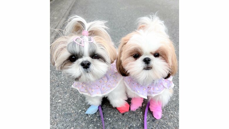 左：ぱんちょちゃん　右：ぽんちょちゃん