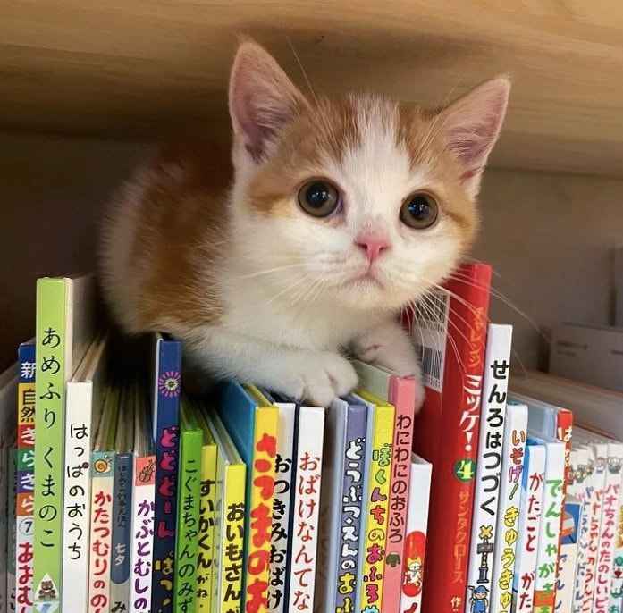 提供：こなつさん