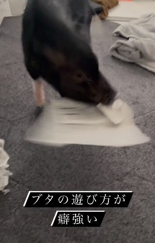 新聞紙をくわえて遊ぶトリュフちゃん。こんなところもちょっとワンちゃんっぽい？