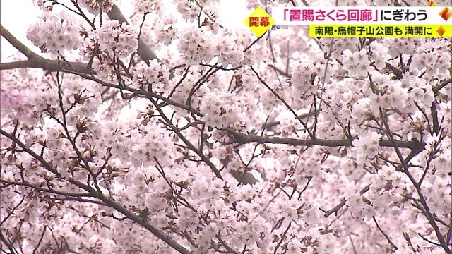 見ごろを迎えた「烏帽子山公園」のサクラ