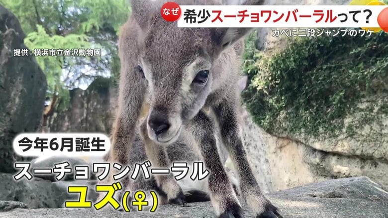 2024年6月に生まれたスーチョワンバーラルのユズ
