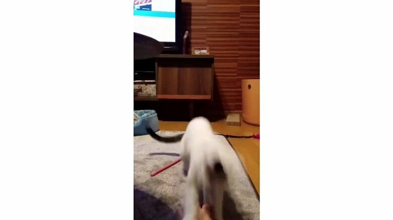 前足も使ってしっかり着地