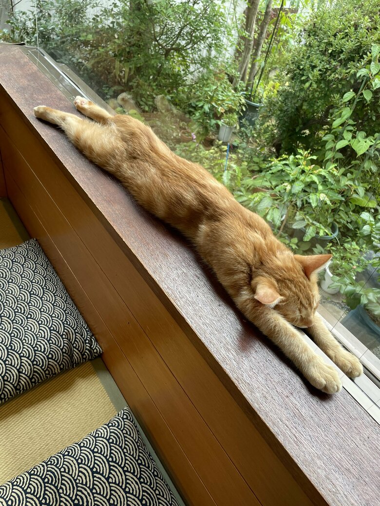 旅館ではのびのびする姿を見られることもある