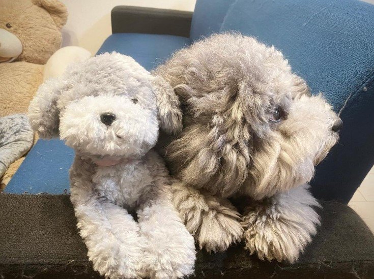 提供：レノン&れあるさん