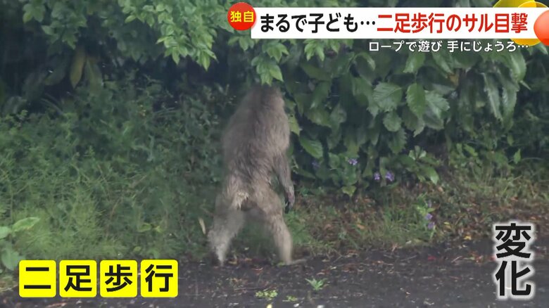二足歩行で歩くサル