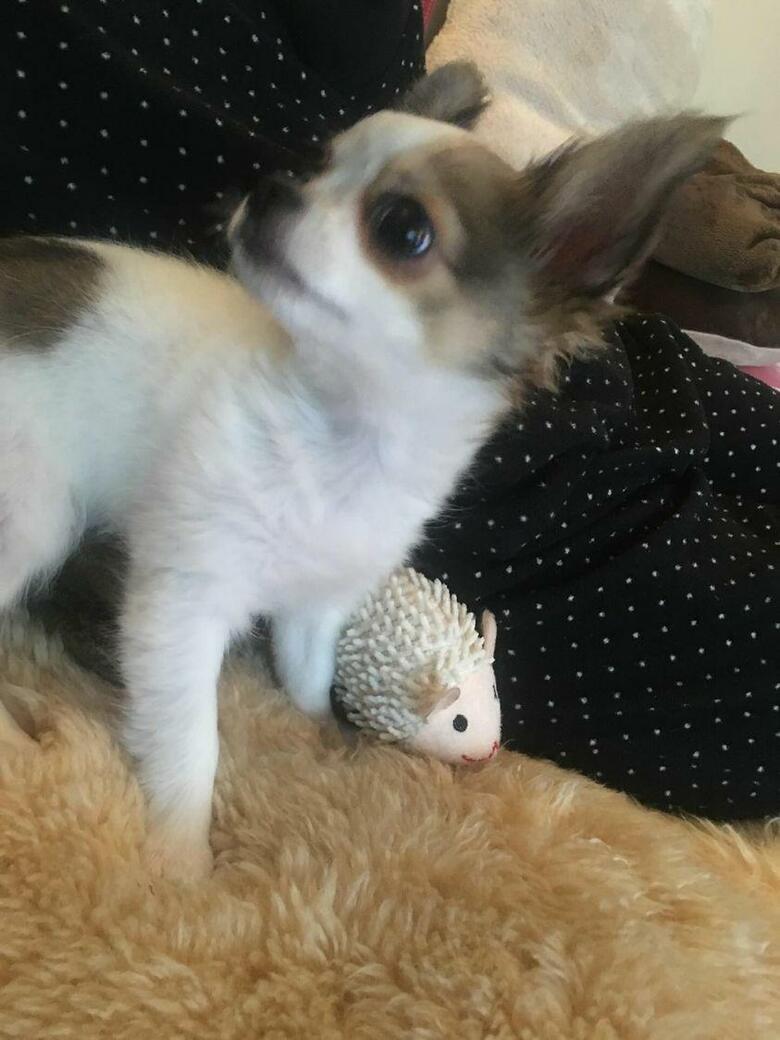 提供：SORA/ちわわさん