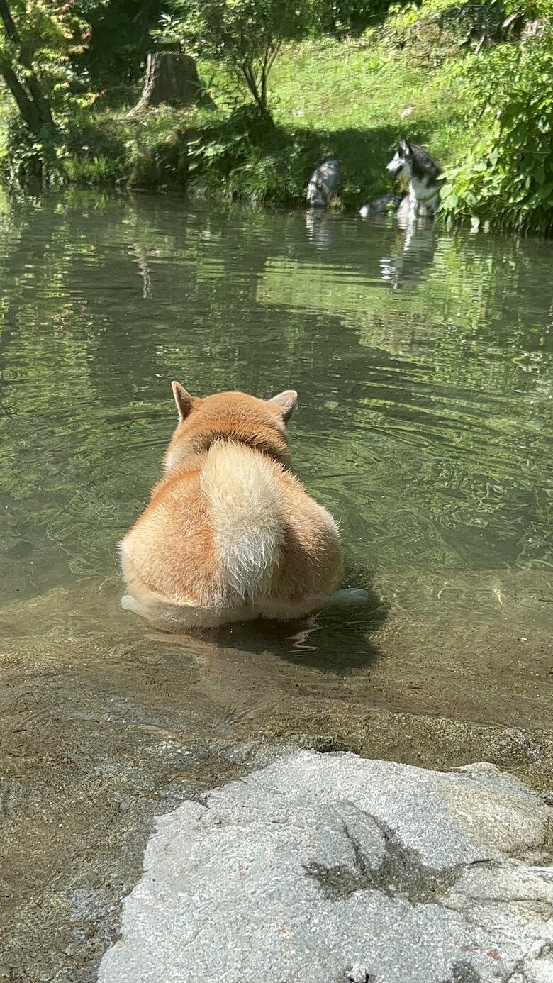 提供：柴リアンハスキーもちごめ兄弟さん