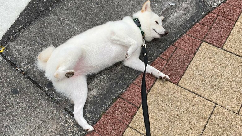 どこでも寝ようとするという