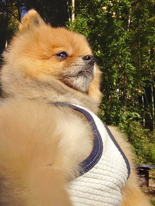 抱っこした状態で写真を撮ると“マッチョ犬”になってしまうそう