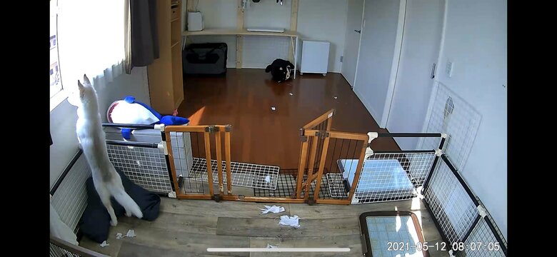 5月12日のいたずら前の様子。窓の外が気になるようだ