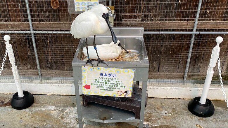 わらも敷かれて巣っぽさがアップ（提供：掛川花鳥園）