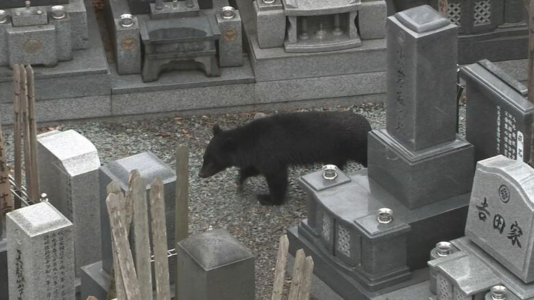 墓地の中を歩き回るクマ