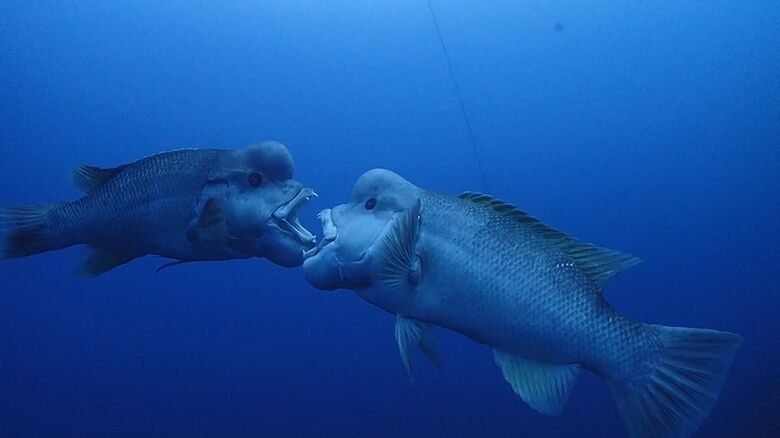 コブダイ（提供：フリーウェイ）