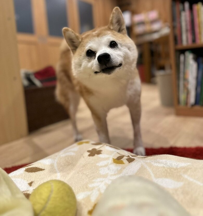 「ボール投げて」いつも遊んでいるテニスボール