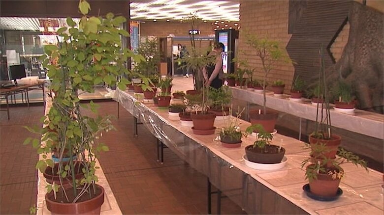 山菜酷似有毒植物の展示会（山形市役所）