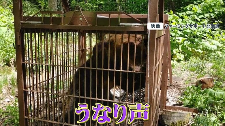 (うなり声を上げ、立ち上がろうとするヒグマ)