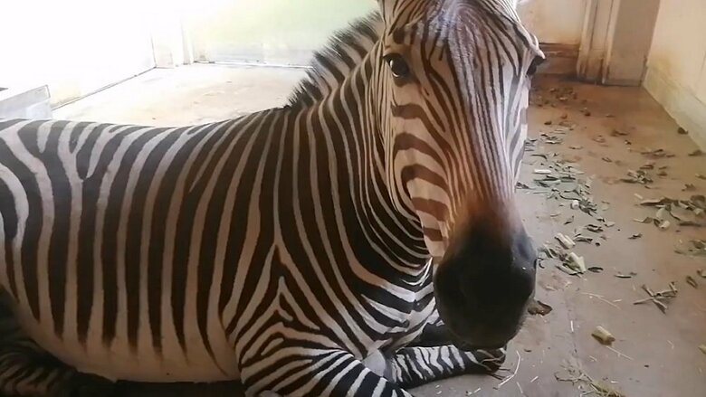 オリーブちゃん（提供：福山市立動物園）