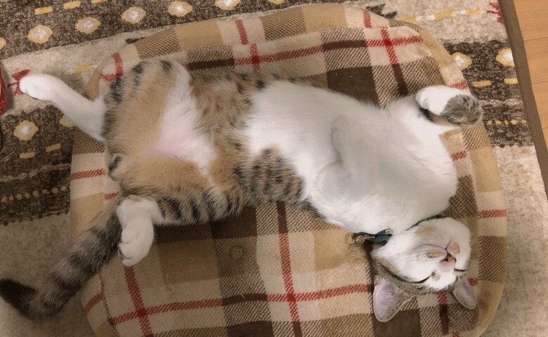 リラックス中のびびくん