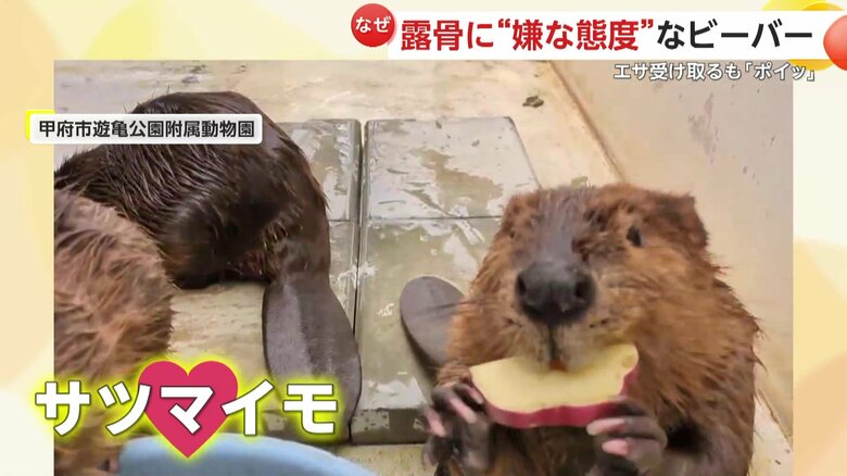 さつまいもはすぐに受け取るビーバー（提供：甲府市遊亀公園附属動物園）