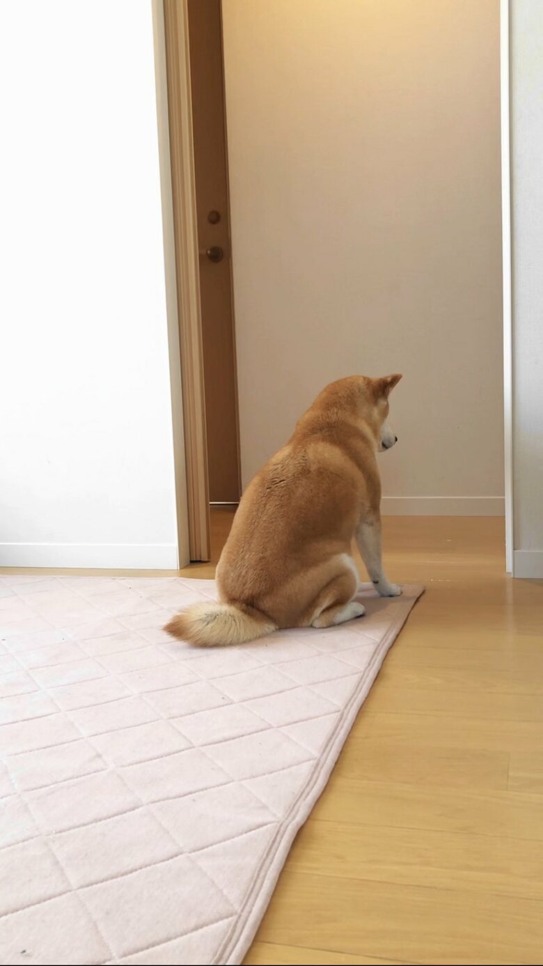 飼い主だけシュークリームを食べたことが許せなかった（提供：柴犬ももさん）