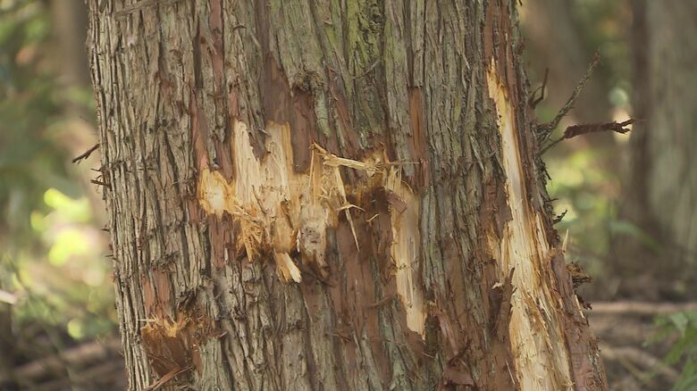 周囲の木にクマが引っかいた傷跡