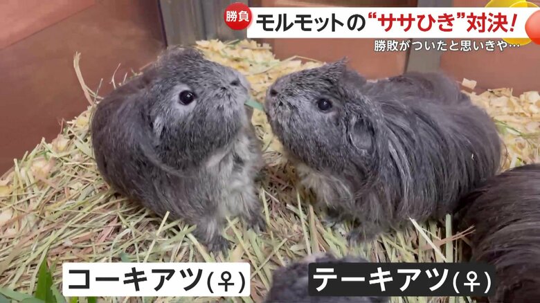 無我夢中でエサをほおばるテーキアツとコーキアツ