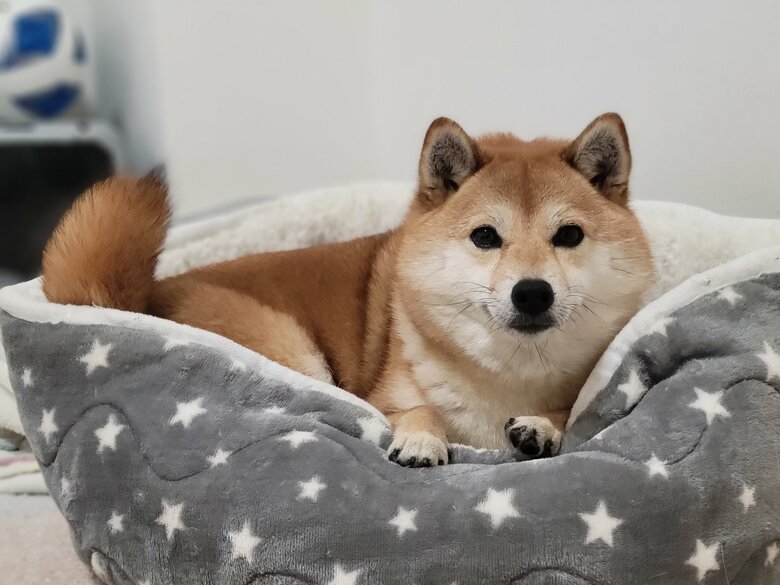 提供：kuroazu_beansさん