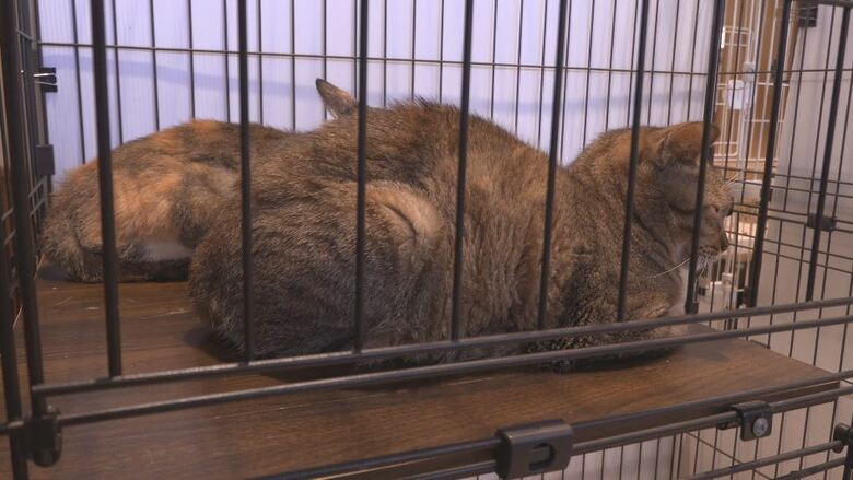 保護されたネコ　長野市動物愛護センター