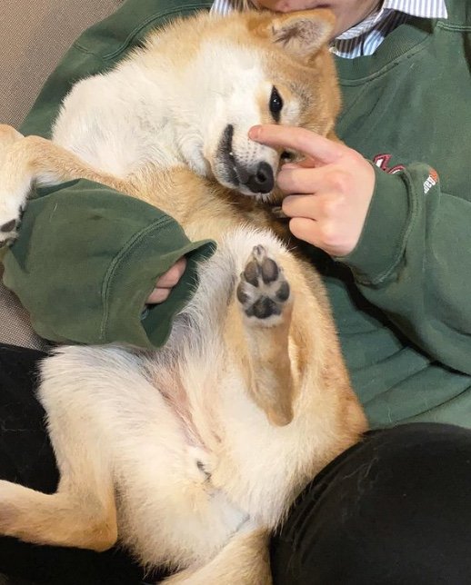 提供：柴犬こむぎさん