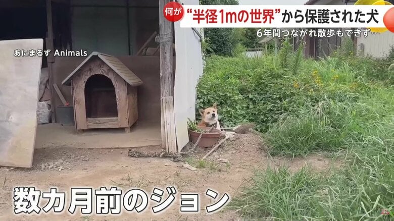 数カ月前にカメラがとらえていたやせ細った犬の姿
