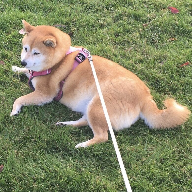 良い表情をしているが、動こうとしない