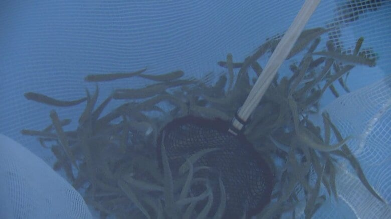 「放流体験」もできます！まずは稚魚をすくって…