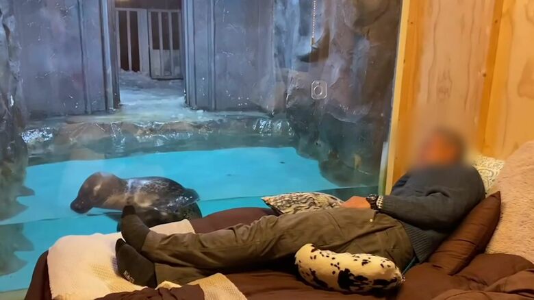 アザラシとともに泊まれる宿泊施設も無許可