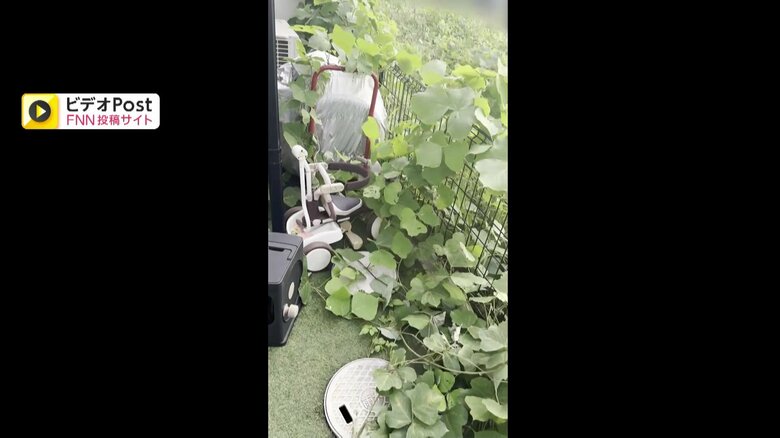 空き地から大量の草が侵食している様子