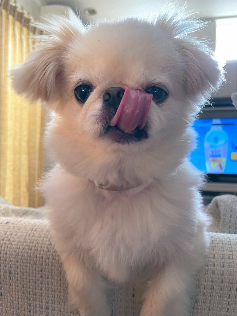 ぺろーん