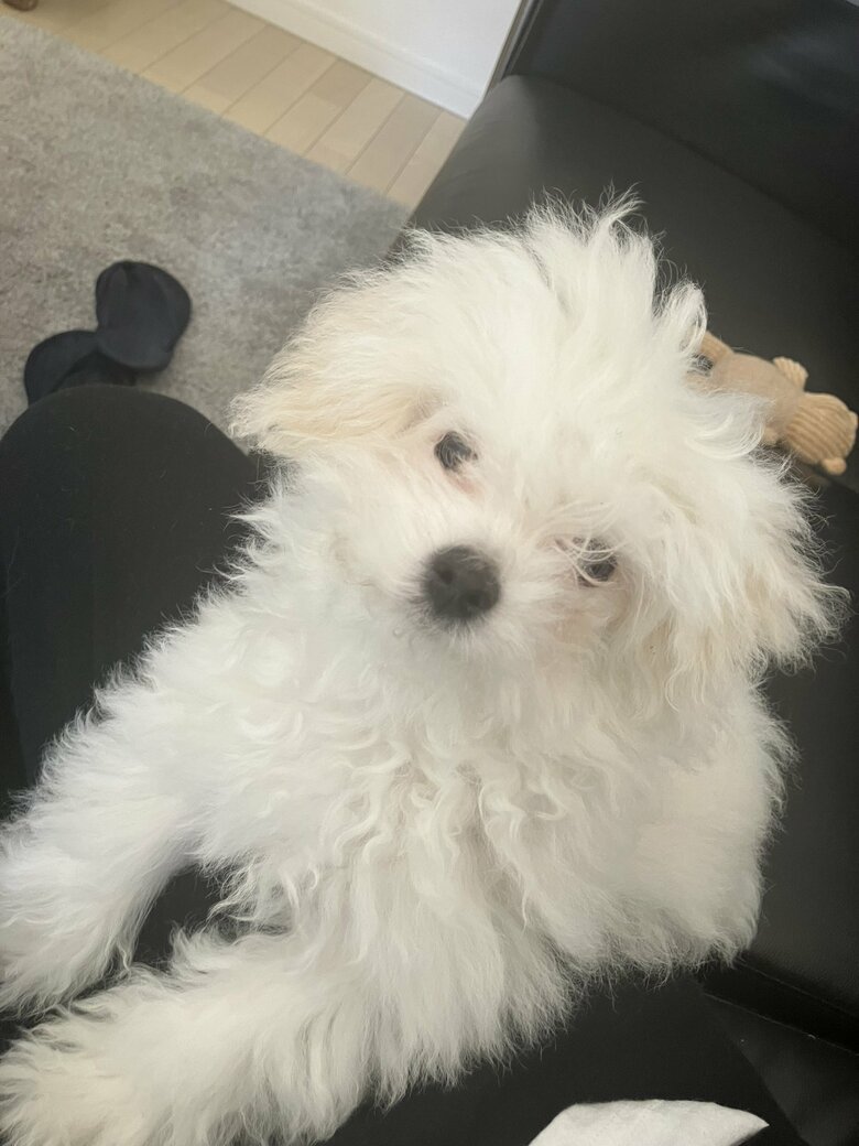 提供：白く、柔らかな犬さん