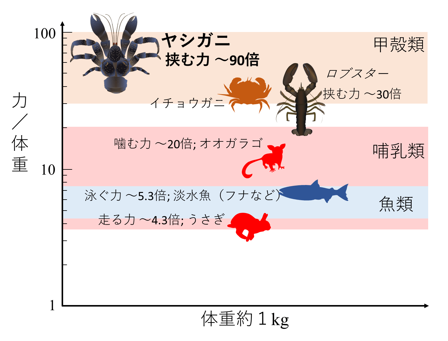 うさぎとチワワ 沖神サイト