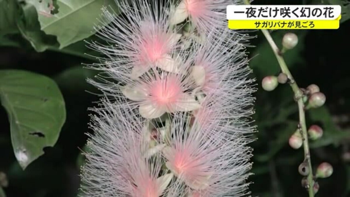 一夜だけ咲く Quot 幻の花 Quot 石垣島 Fnnプライムオンライン