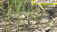 連日の暑さと少ない雨量で干上がった農業用のため池　対策とるも…“貯水率ほぼゼロ”農家「初めての経験」【山形発】