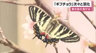 「春の女神」ギフチョウが次々と羽化　京都・福知山市