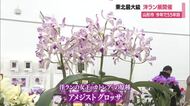 道の駅やまがた蔵王で「洋蘭と草花の祭典」開催中・山形