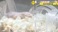 裸に出歯が「意外とかわいい」　国内初“デバネズミ”を動物園で飼育　見た目も生態も不思議だらけ【熊本発】