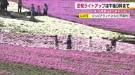 色とりどりの絨毯　ジュピアランドひらたで『芝桜まつり』　約25万株が見ごろに　福島・平田村