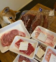 誕生日のごちそうは“大量の肉”！ガン見する視線に「本能が溢れ出た」柴犬がかわいい…食べた瞬間の反応を聞いた