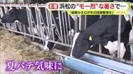“モー烈”な暑さで夏バテ気味に…「経費かさむが牛の体調管理が最優先」　三島のブランド枝豆“箱根枝豆”に暑さ対策
