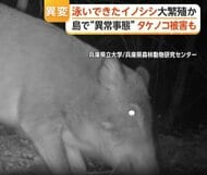 「しまいに“イノシシ村”に」人口300人の島で300頭以上大繁殖　専門家「淡路島から泳いで渡ってきた可能性」　兵庫・南あわじ市