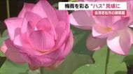 会津若松市・御薬園　ハスが見ごろを迎える　梅雨空にも映える佇まい　福島