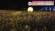 約2700万本の菜の花　長崎鼻で見ごろに　初のライトアップで昼とは違った景色も　大分